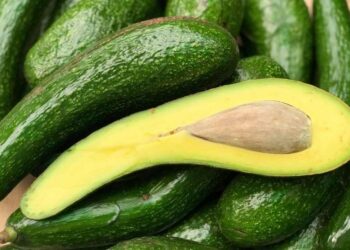 Các nghiên cứu về Giống Bơ 034: Những khám phá mới nhất